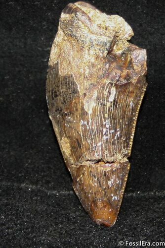 Inch Partial Tyrannosaurid Tooth, T-Rex #1254